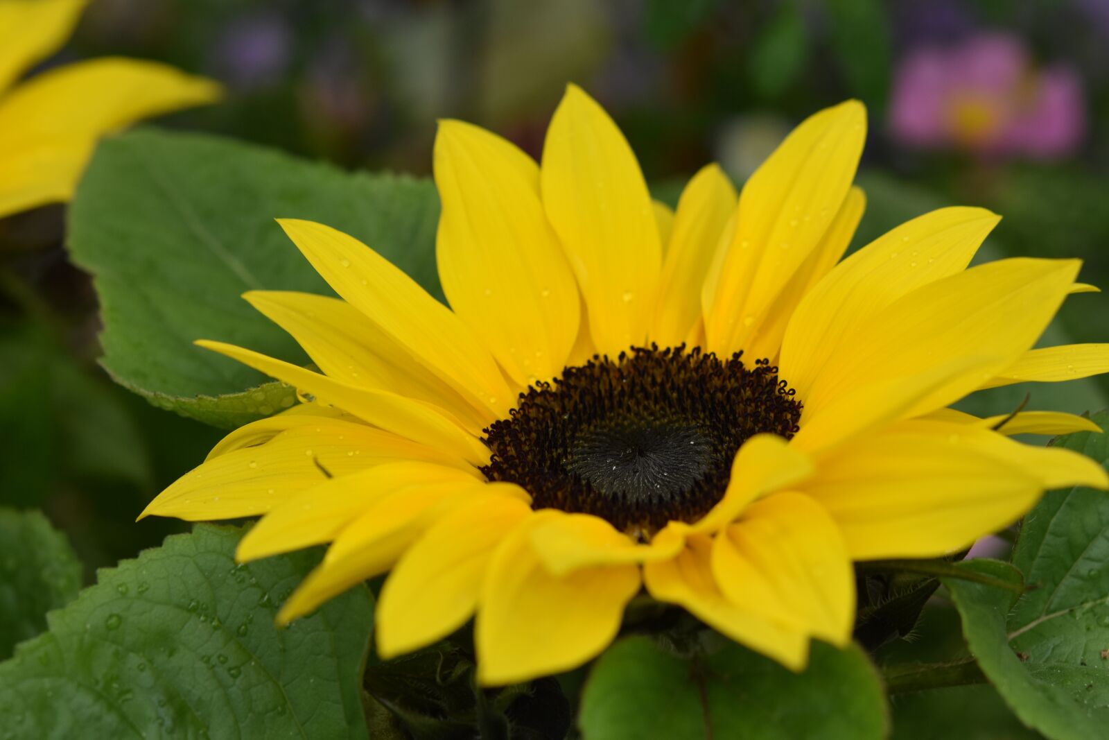 Nikon D5600 sample photo. Flower, sunflower, yellow petals photography