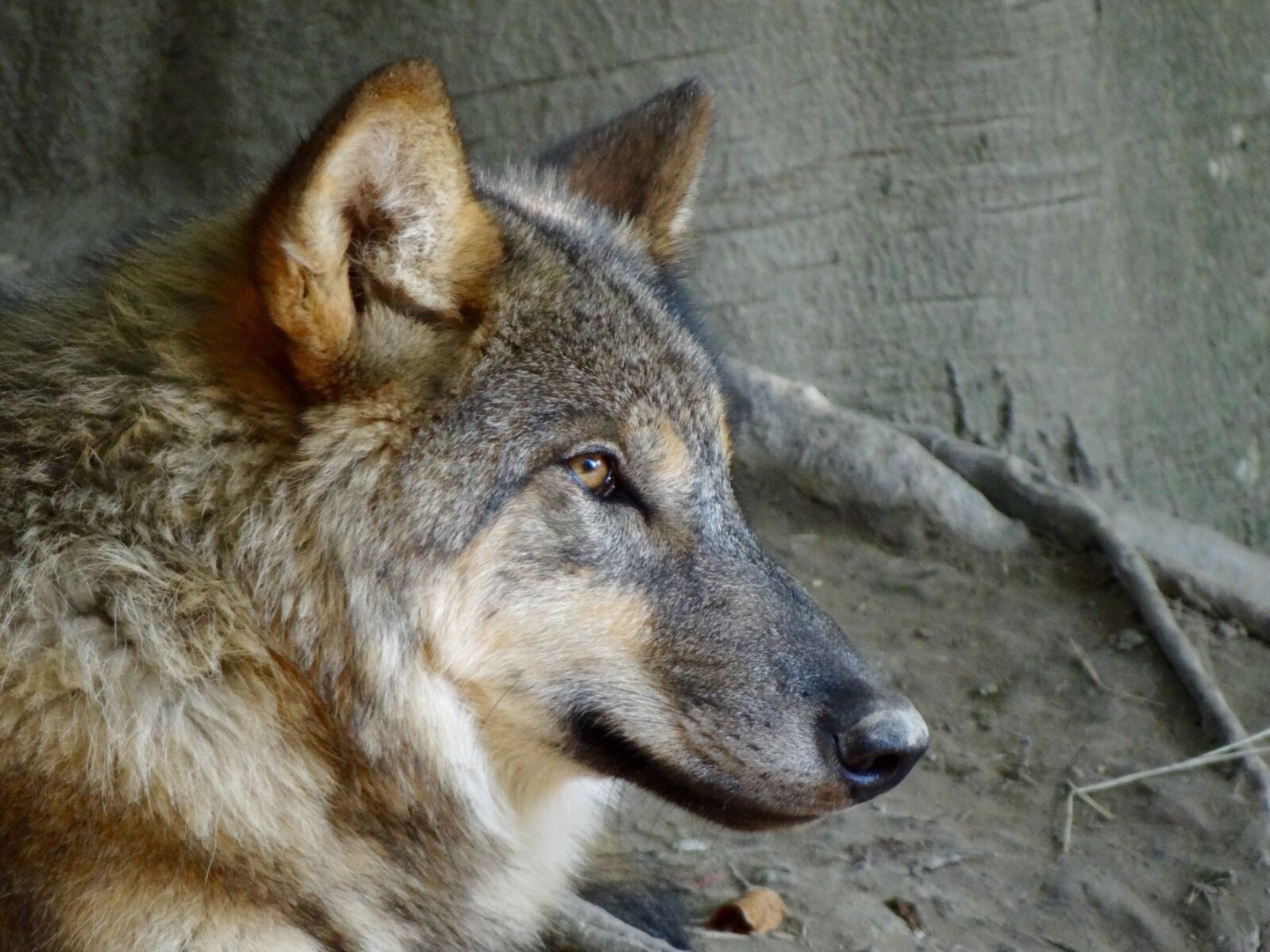 Sony Cyber-shot DSC-HX100V sample photo. Wolf, animals, nature photography