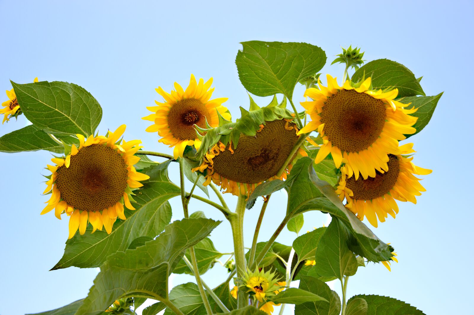 Nikon D3200 sample photo. Sunflower, sun roses, flowers photography