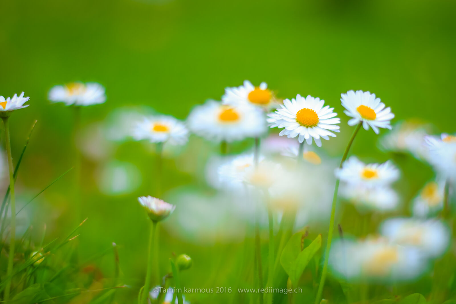 Canon EOS 7D + Canon EF 50mm F1.8 STM sample photo. Beautiful, flowers, flowering, plant photography