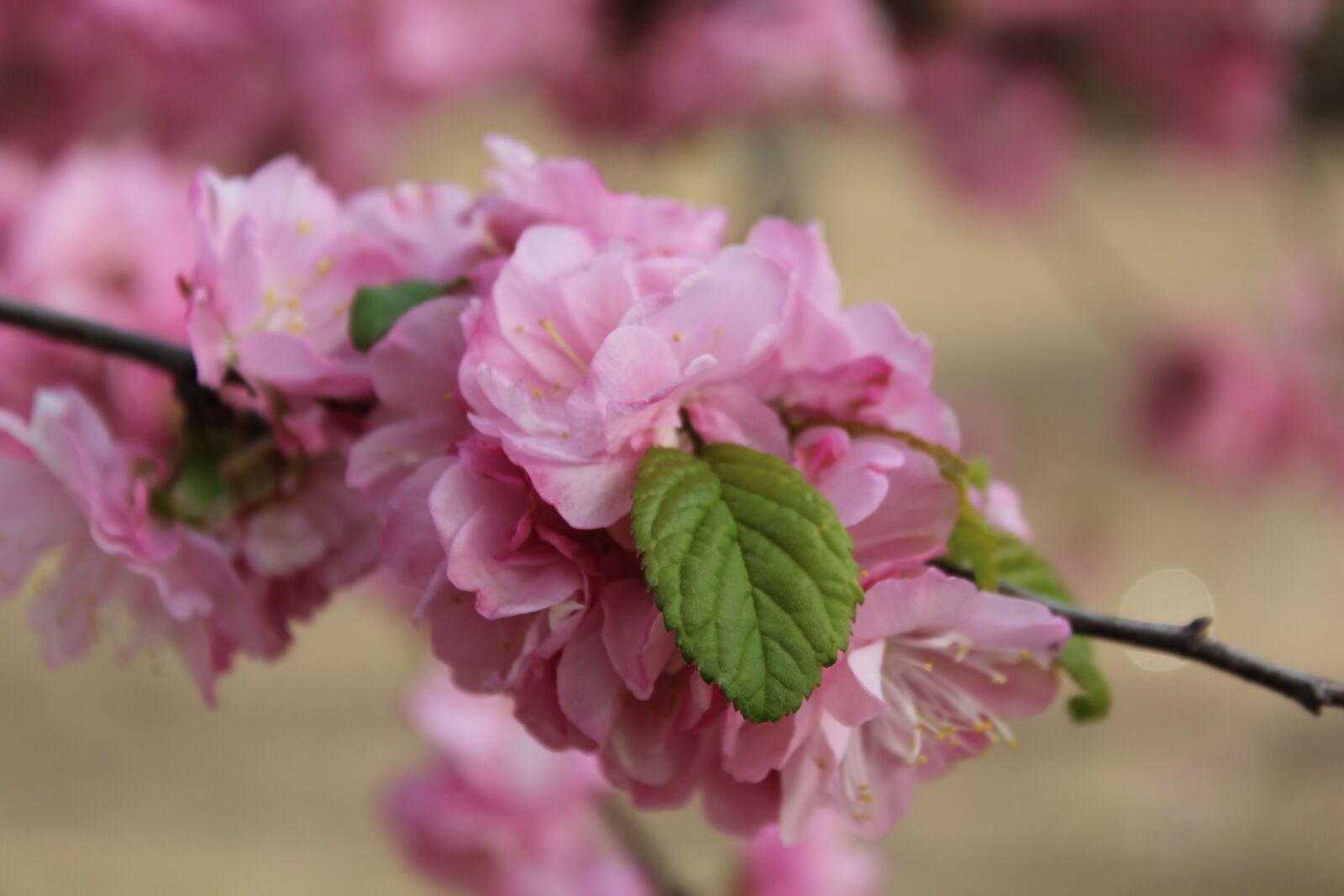 Canon EOS 600D (Rebel EOS T3i / EOS Kiss X5) sample photo. Mai lee, powder flowers photography