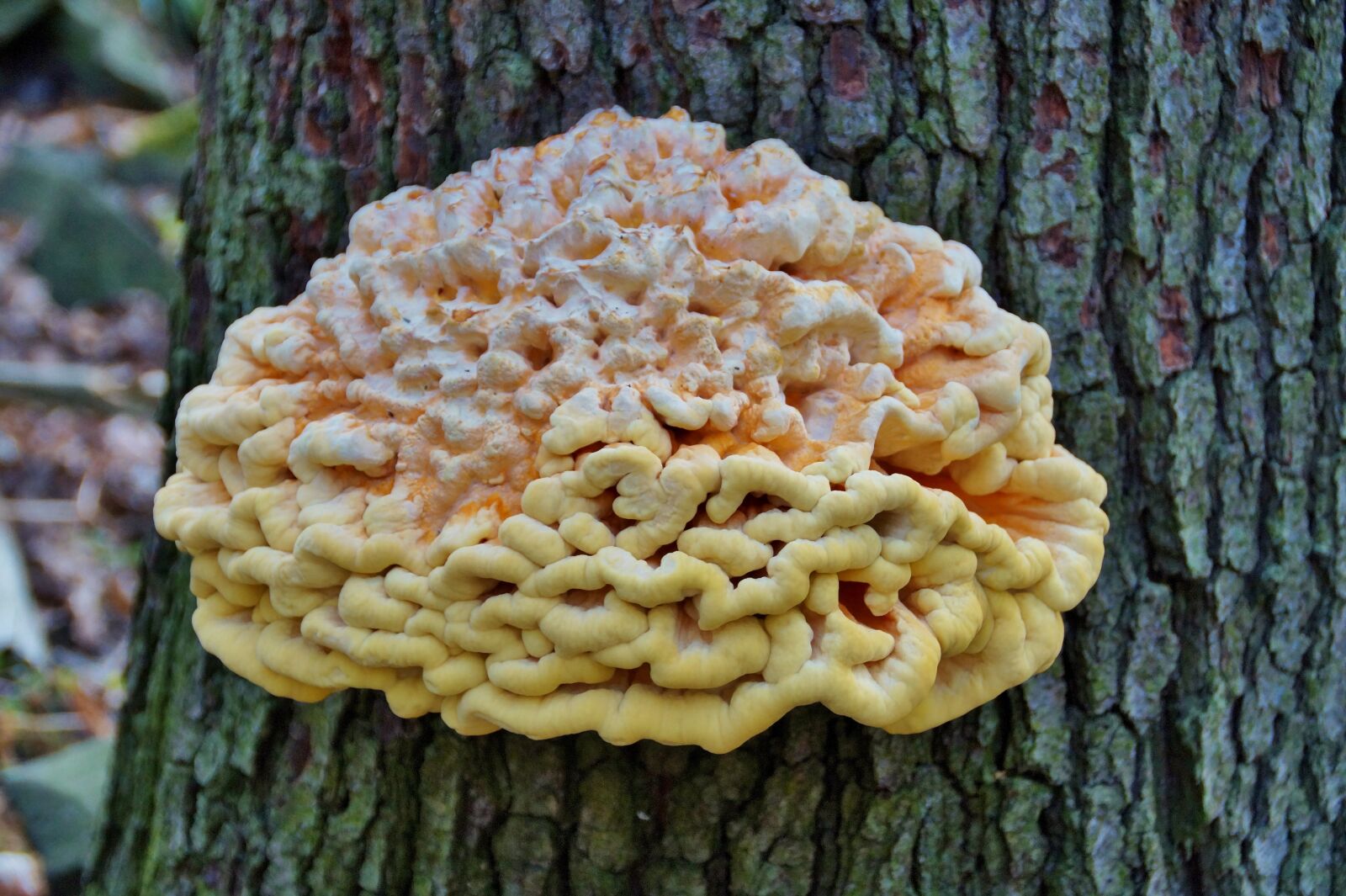 Sony SLT-A58 sample photo. Polypore, fungus, parasites photography