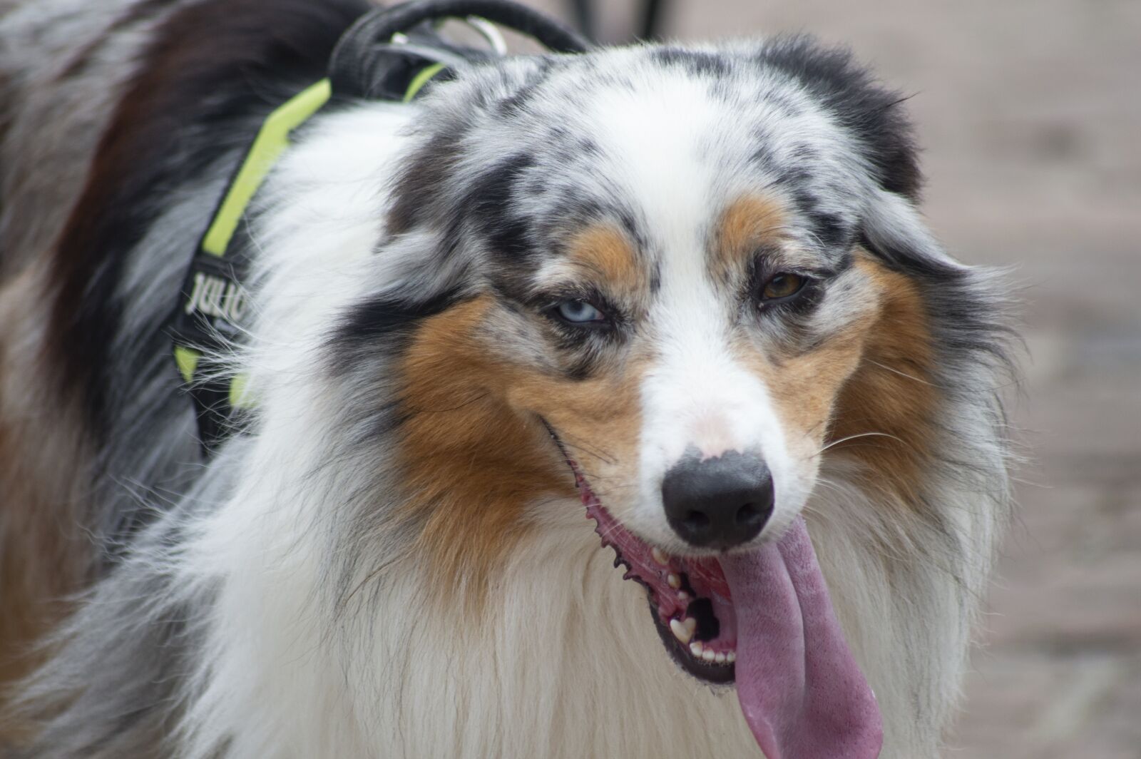Nikon D3200 sample photo. France, dog, pet photography