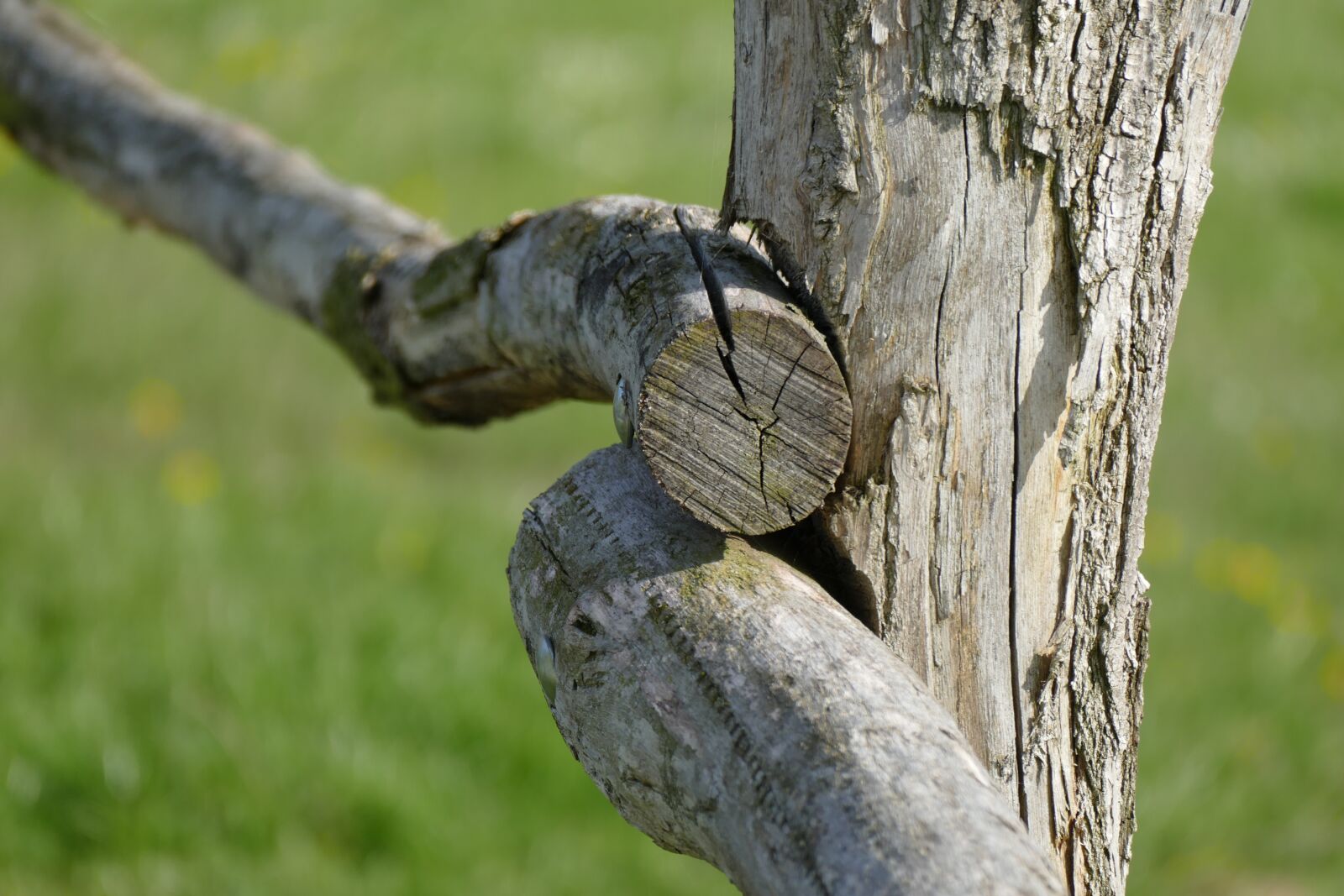 Panasonic Lumix DMC-FZ1000 sample photo. Wood, nature photography