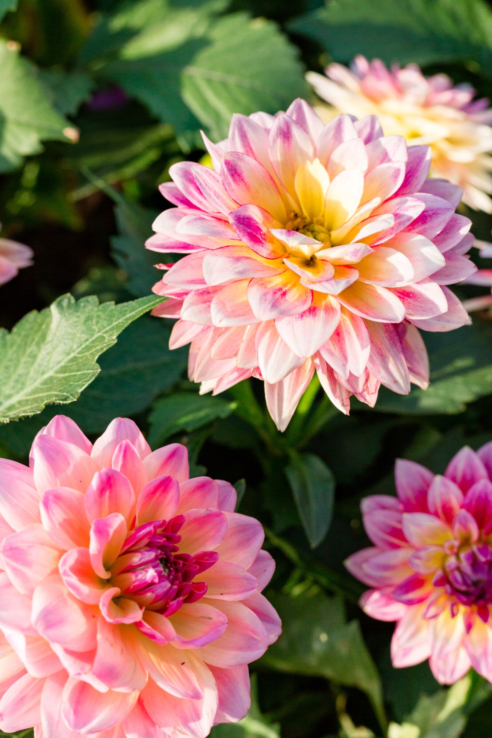Canon EOS 5D Mark III sample photo. Flower, plant, nature photography