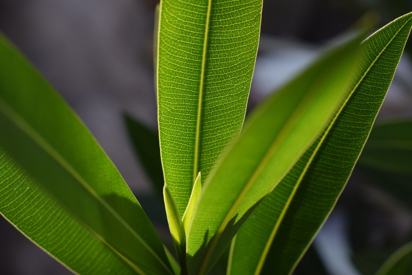 Nikon D3300 sample photo. Foliage, plant, green photography