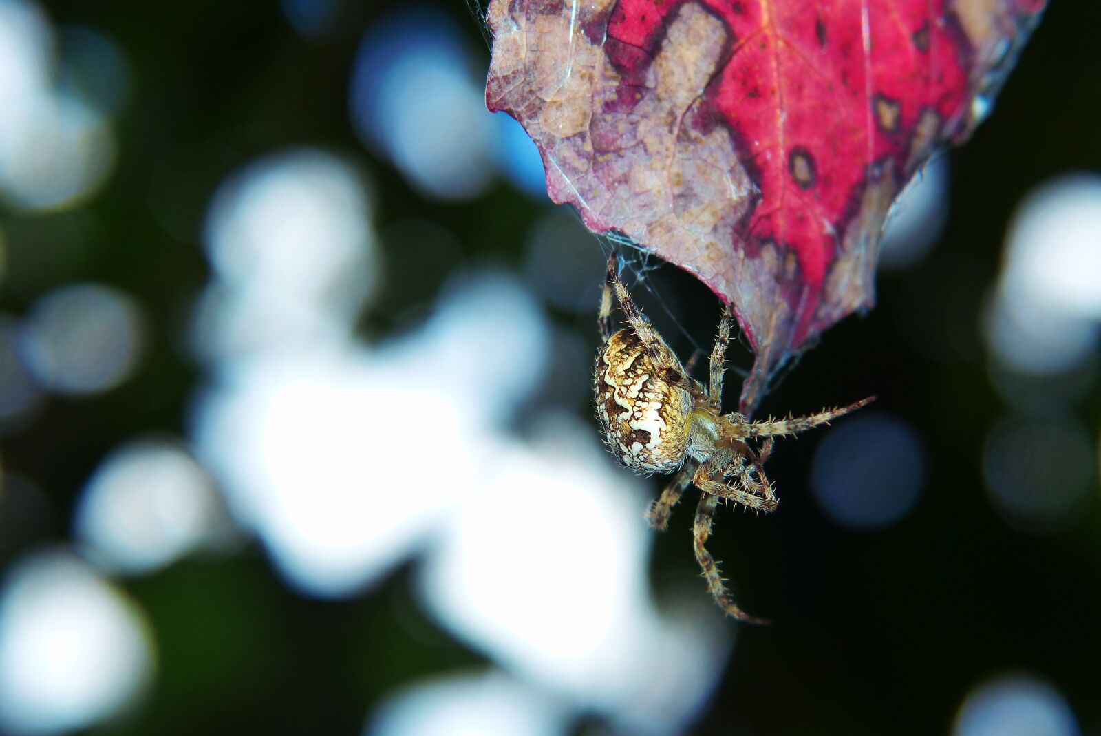 Panasonic Lumix DMC-FZ200 sample photo. Signs of autumn, leaf photography