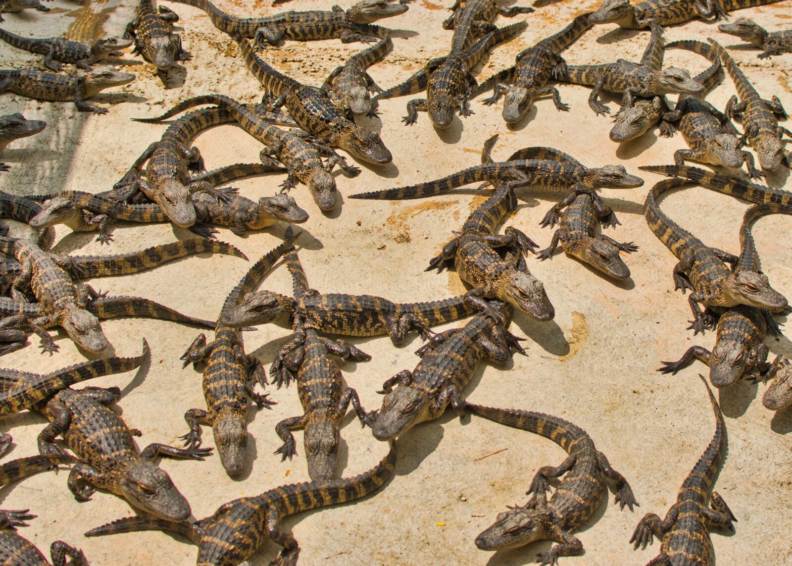 Nikon D5300 sample photo. Gators, reptile, dangerous photography