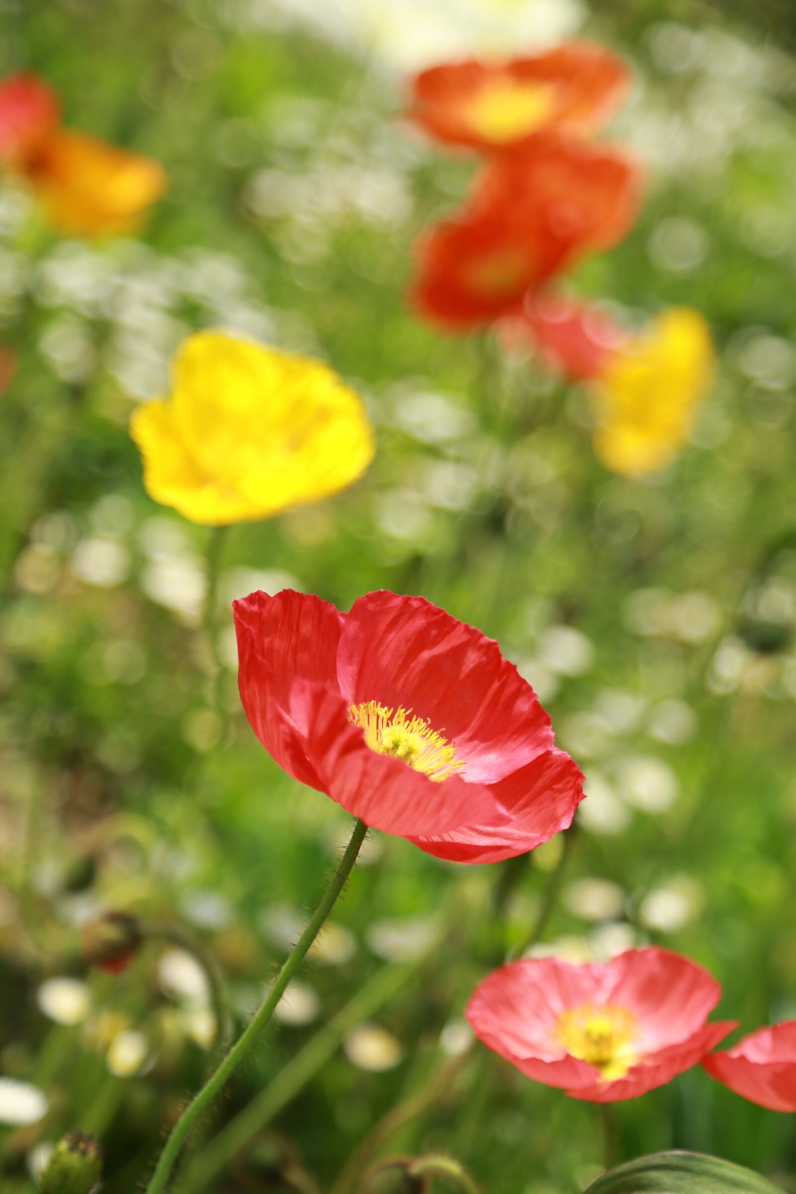 Canon EOS 6D + Canon EF 24-105mm F4L IS USM sample photo. Noel online gift shop photography