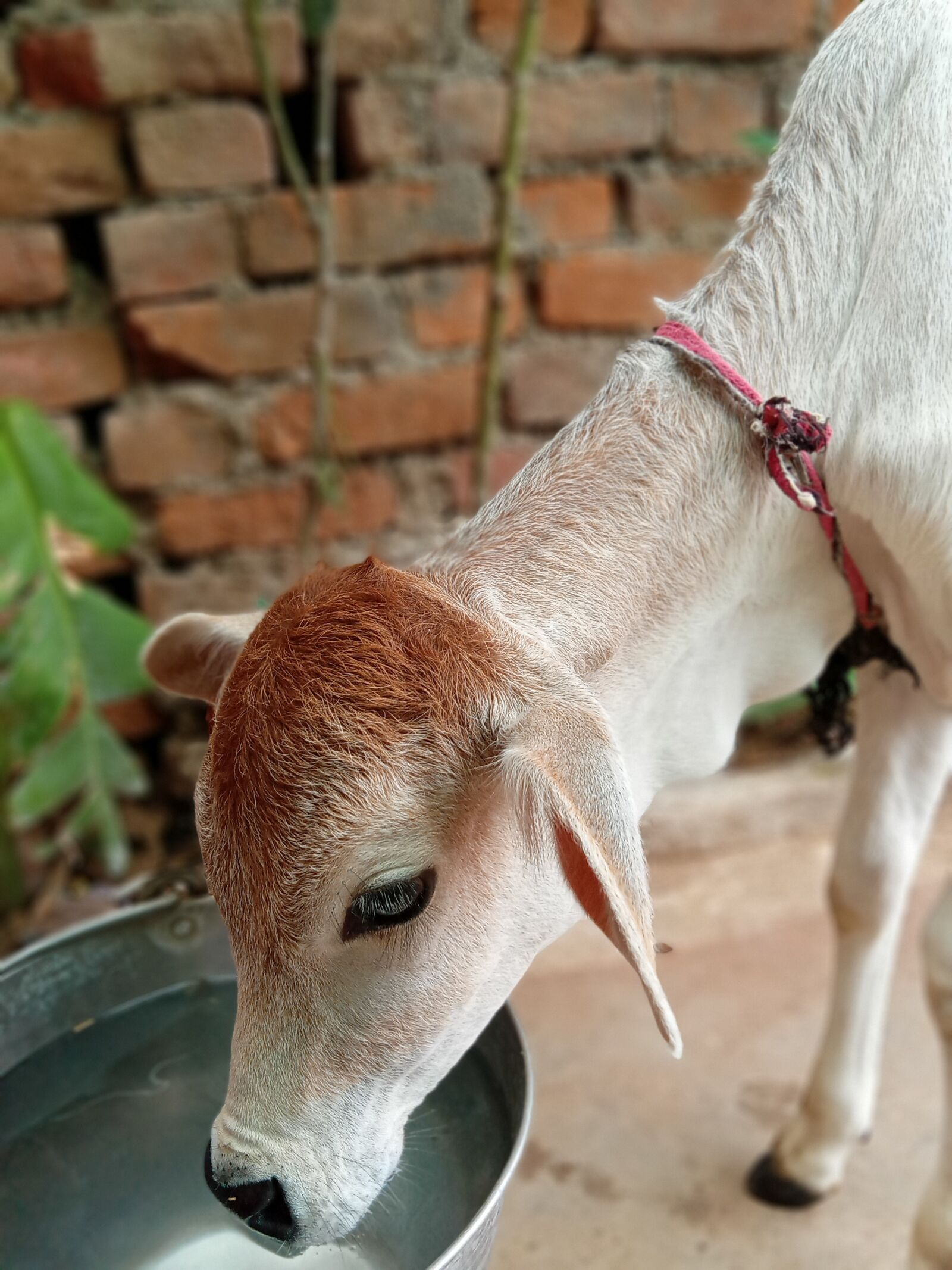 Realme C2 sample photo. Thirsty cow, drinking water photography