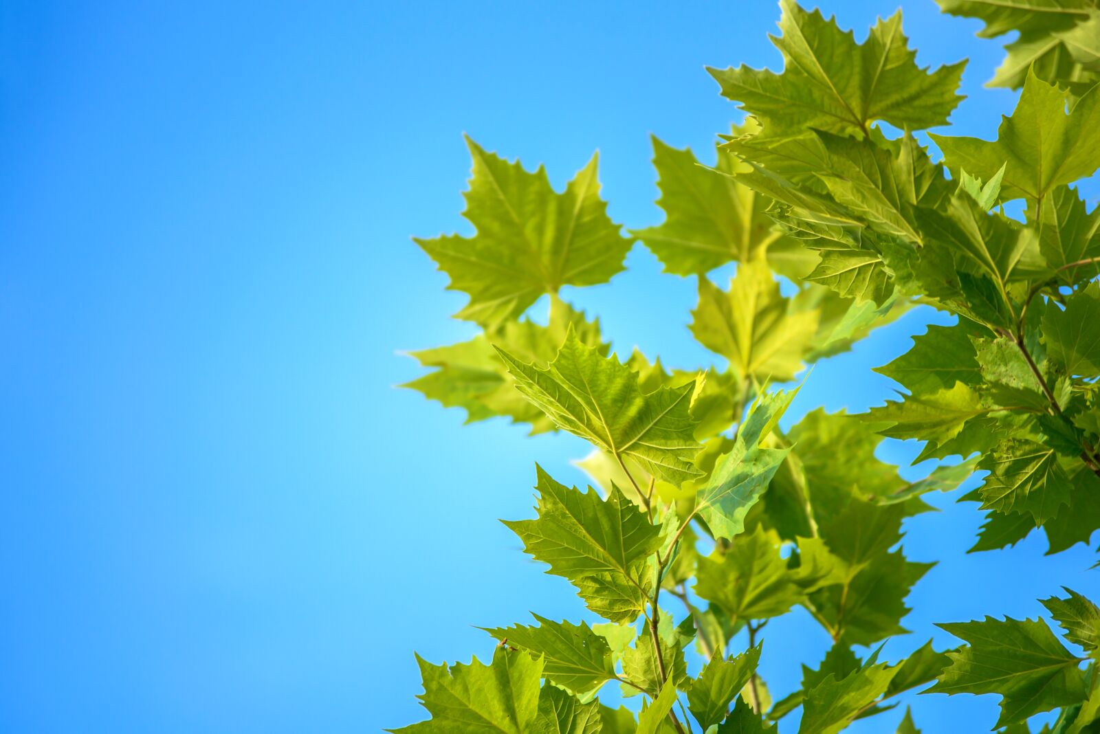 Nikon D750 sample photo. Maple leaves, blue sky photography