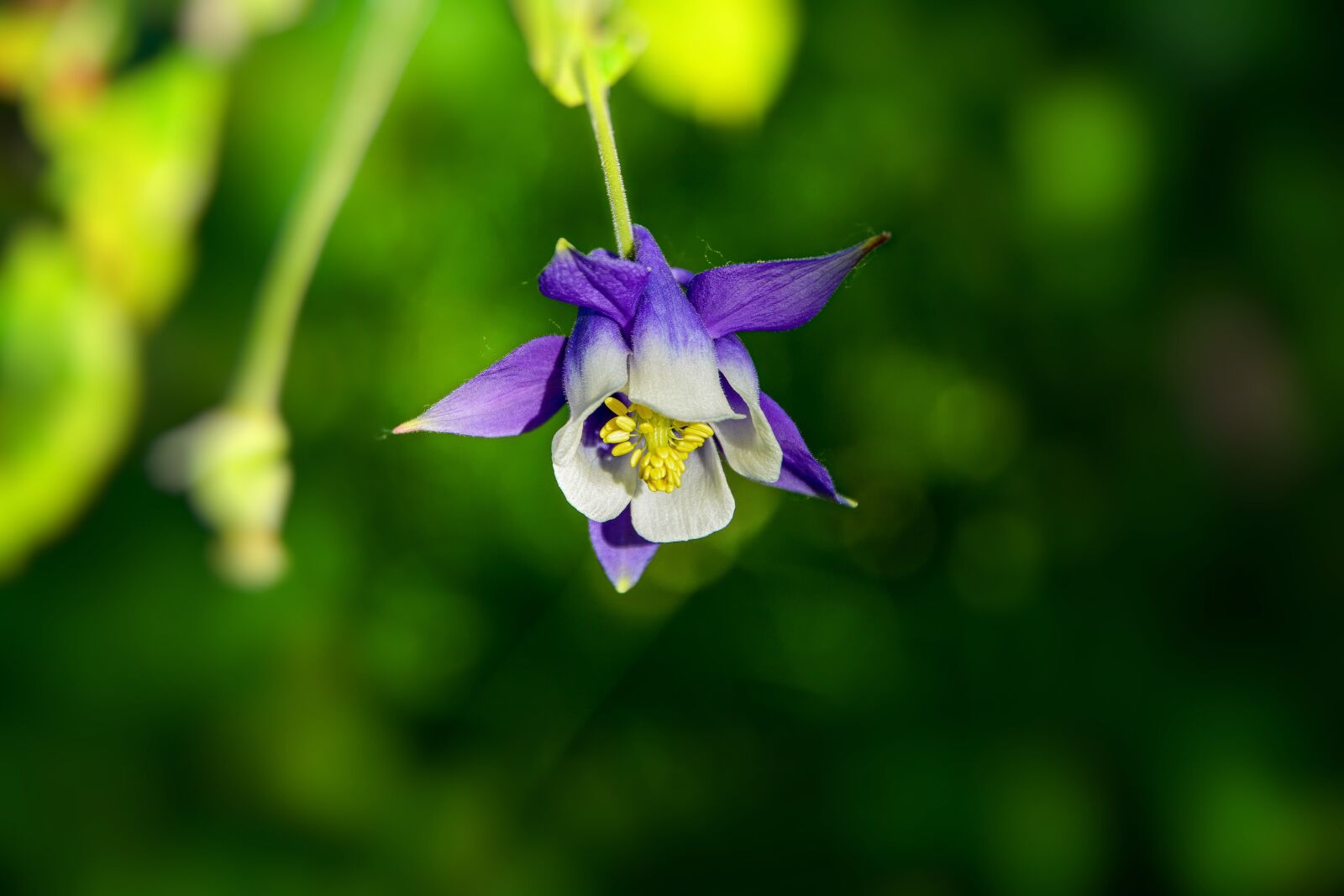 Nikon D7100 sample photo. Flower, haseki earrings, purple photography