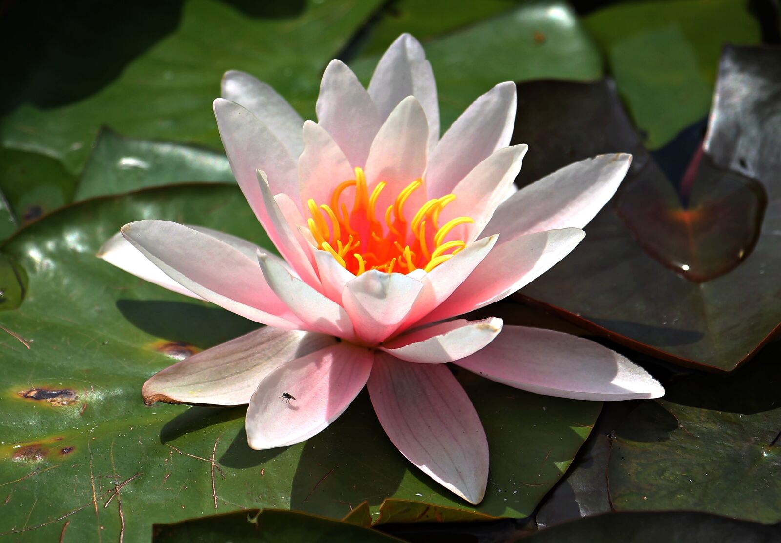 Canon EOS 550D (EOS Rebel T2i / EOS Kiss X4) sample photo. Water lily, pink, aquatic photography