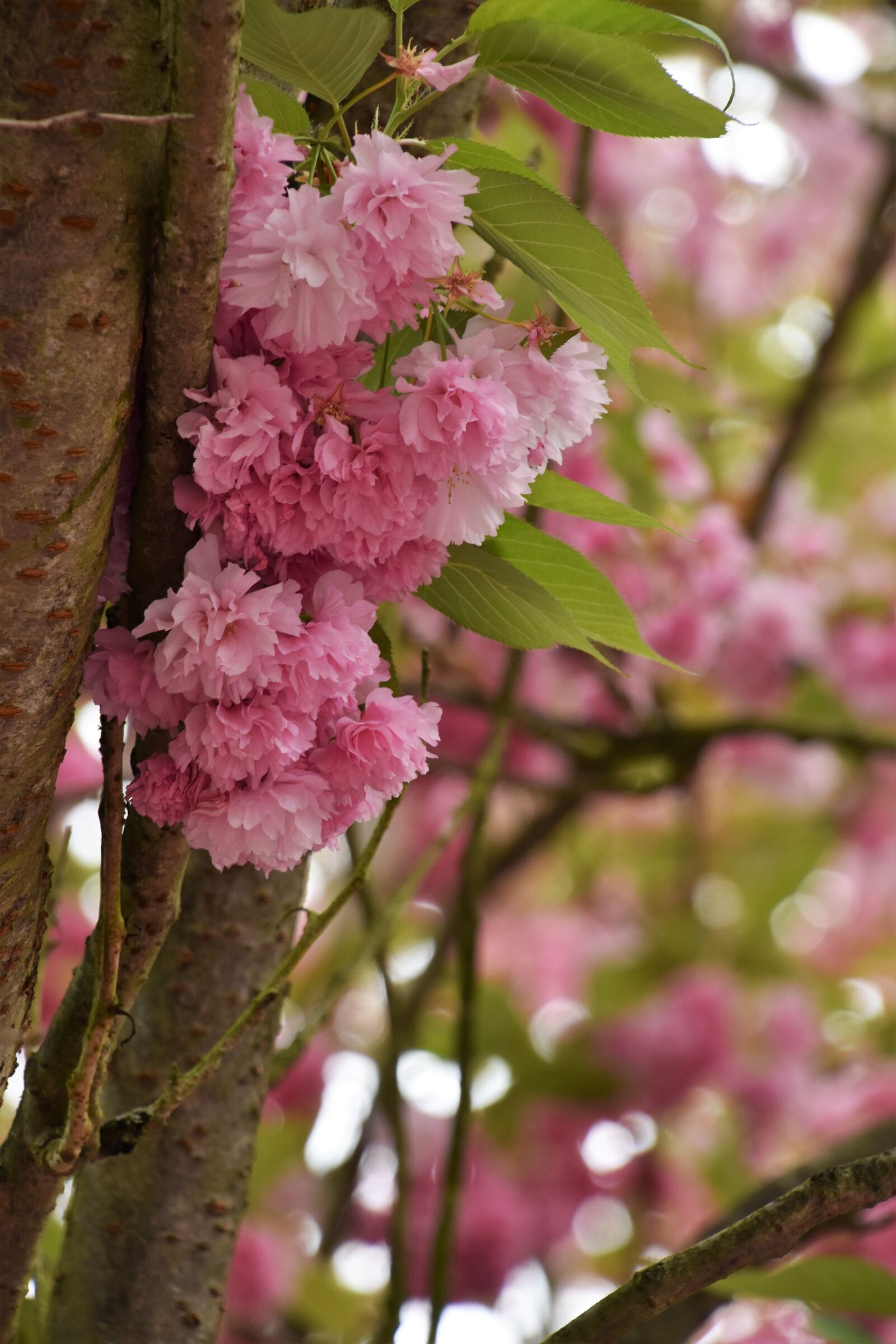 Nikon D5600 sample photo. Tree, flower, nature photography