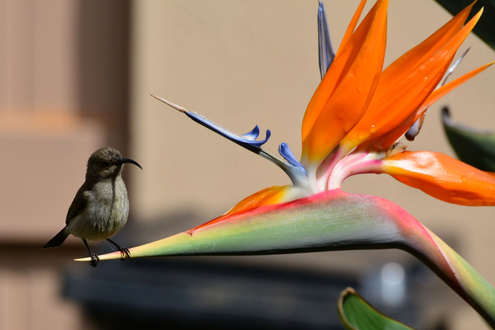Nikon D5200 sample photo. Malachite, sunbird, female photography