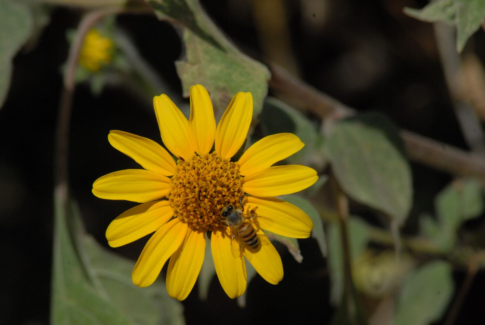 Nikon D200 sample photo. Bee, flower, plant photography