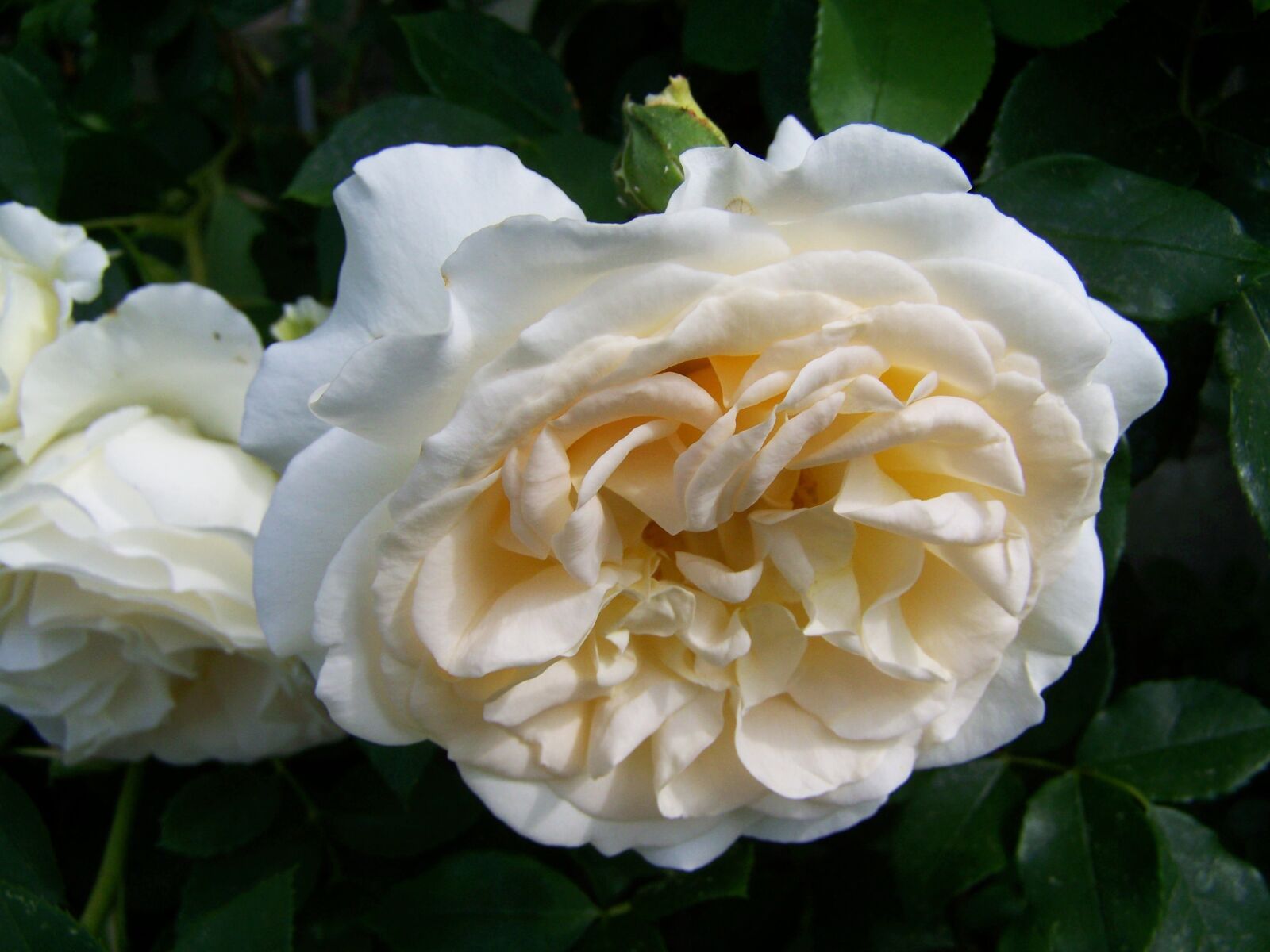 Kodak EASYSHARE ZD710 ZOOM DIGITAL CAMERA sample photo. Rose, white flower, summer photography