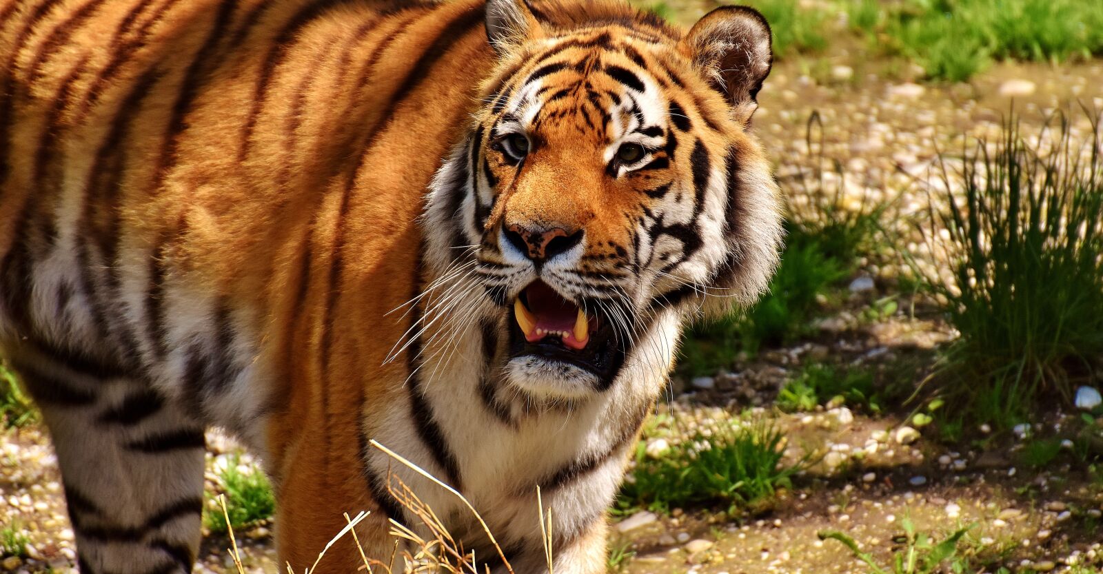 Nikon D7200 sample photo. Tiger, predator, fur photography
