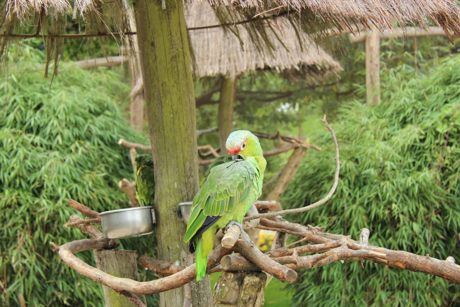 Canon EF-S 17-85mm F4-5.6 IS USM sample photo. Parrot, bird park, detmold photography