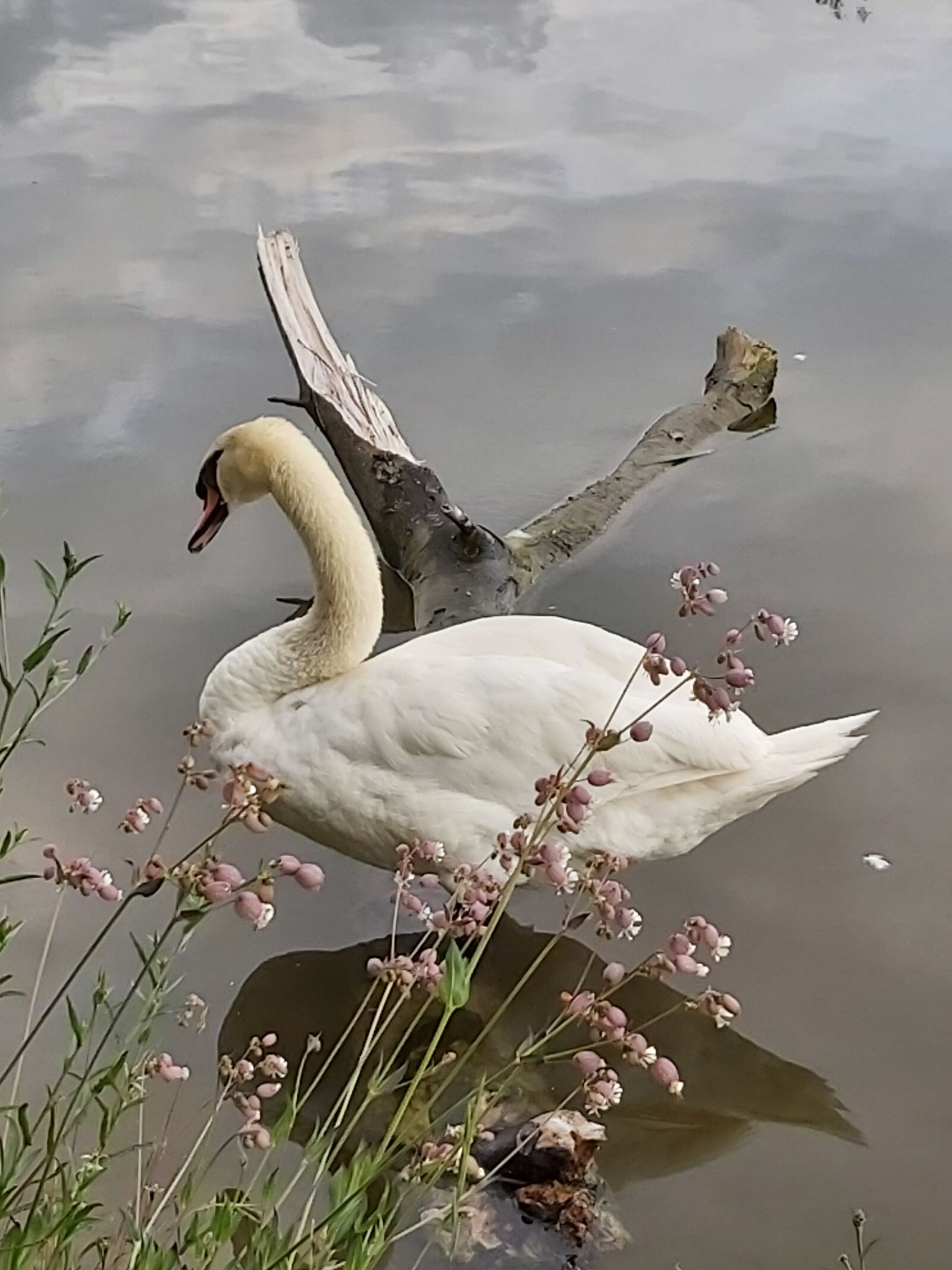 Samsung Galaxy A70 sample photo. Swan, cygnus, mute swan photography