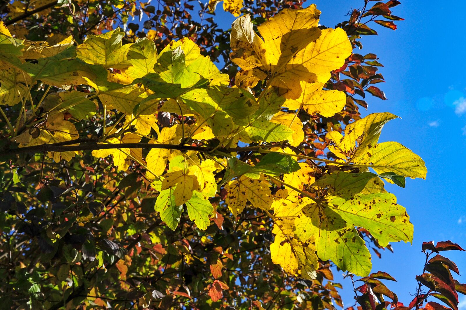 Nikon D700 sample photo. Autumn, leaves, nature photography