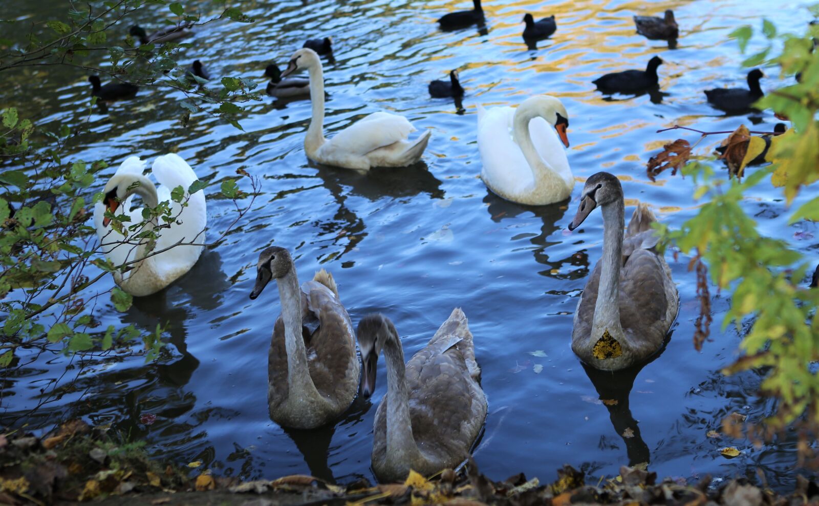 Canon EOS 6D + Canon EF 24-70mm F2.8L USM sample photo. Water, swan, nature photography