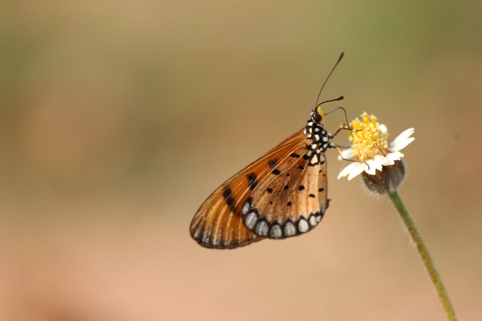Canon EF-S 55-250mm F4-5.6 IS II sample photo. Brown, and, black, butterfly photography