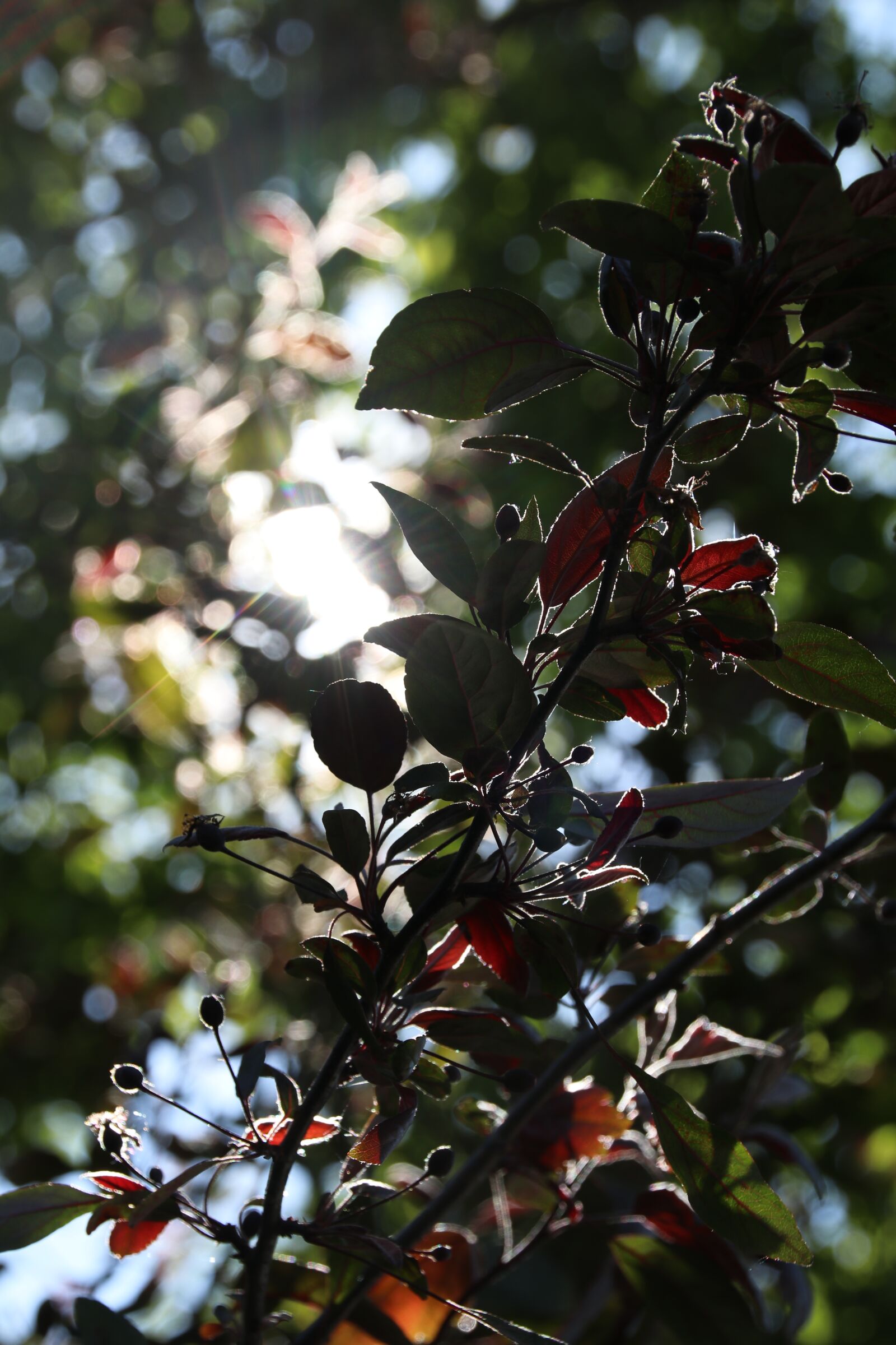 Canon EOS 80D sample photo. Nature, colors, landscape photography