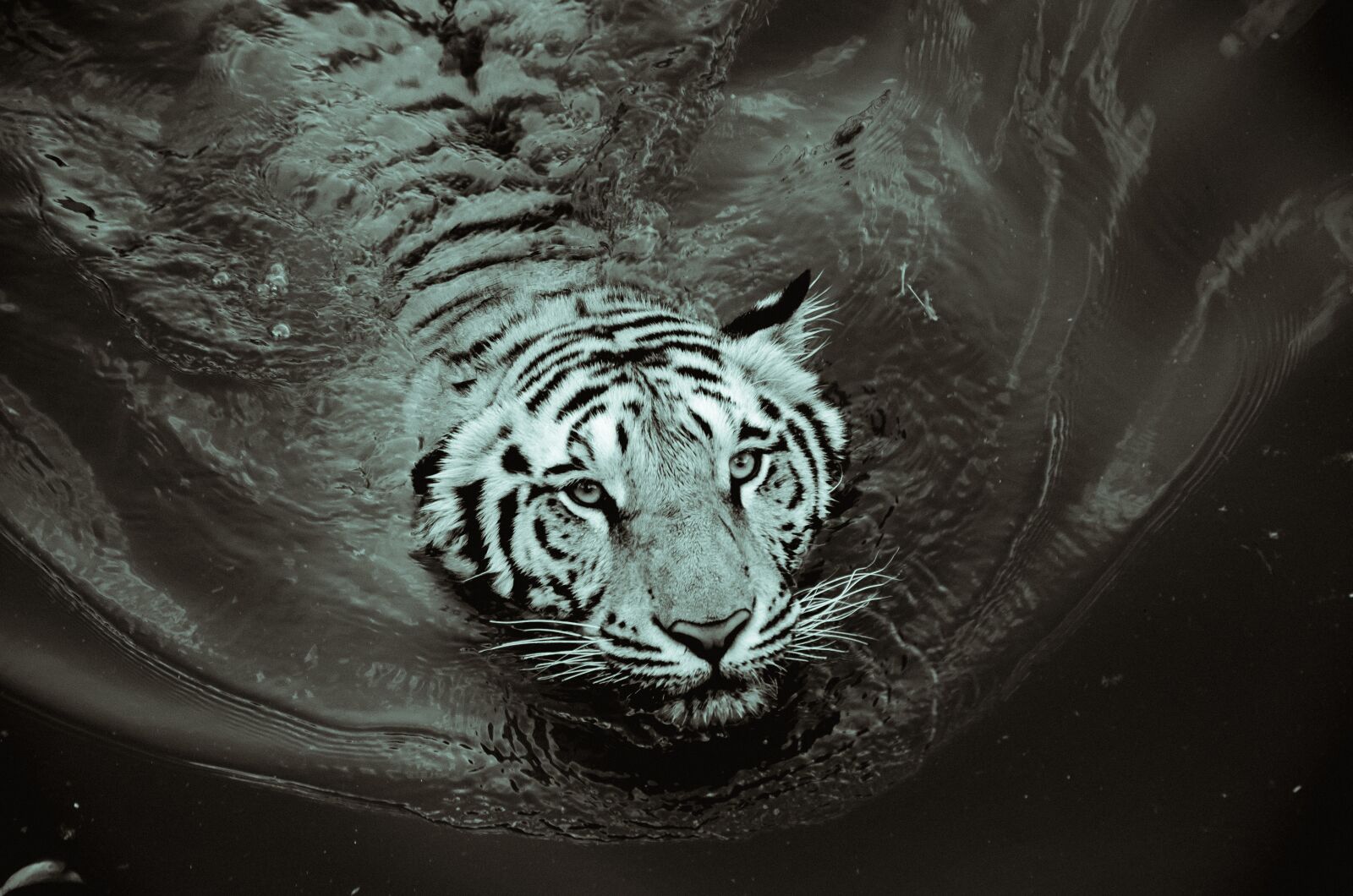 Nikon D7000 sample photo. Tiger, black and white photography