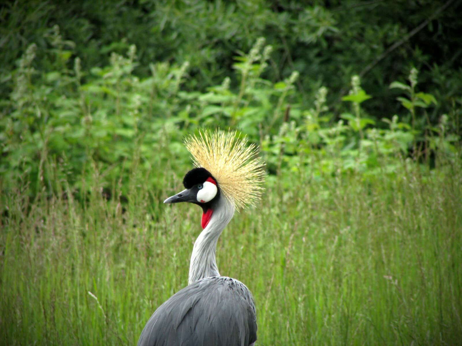 Canon PowerShot SX500 IS sample photo. Grey crowned crane, crane photography