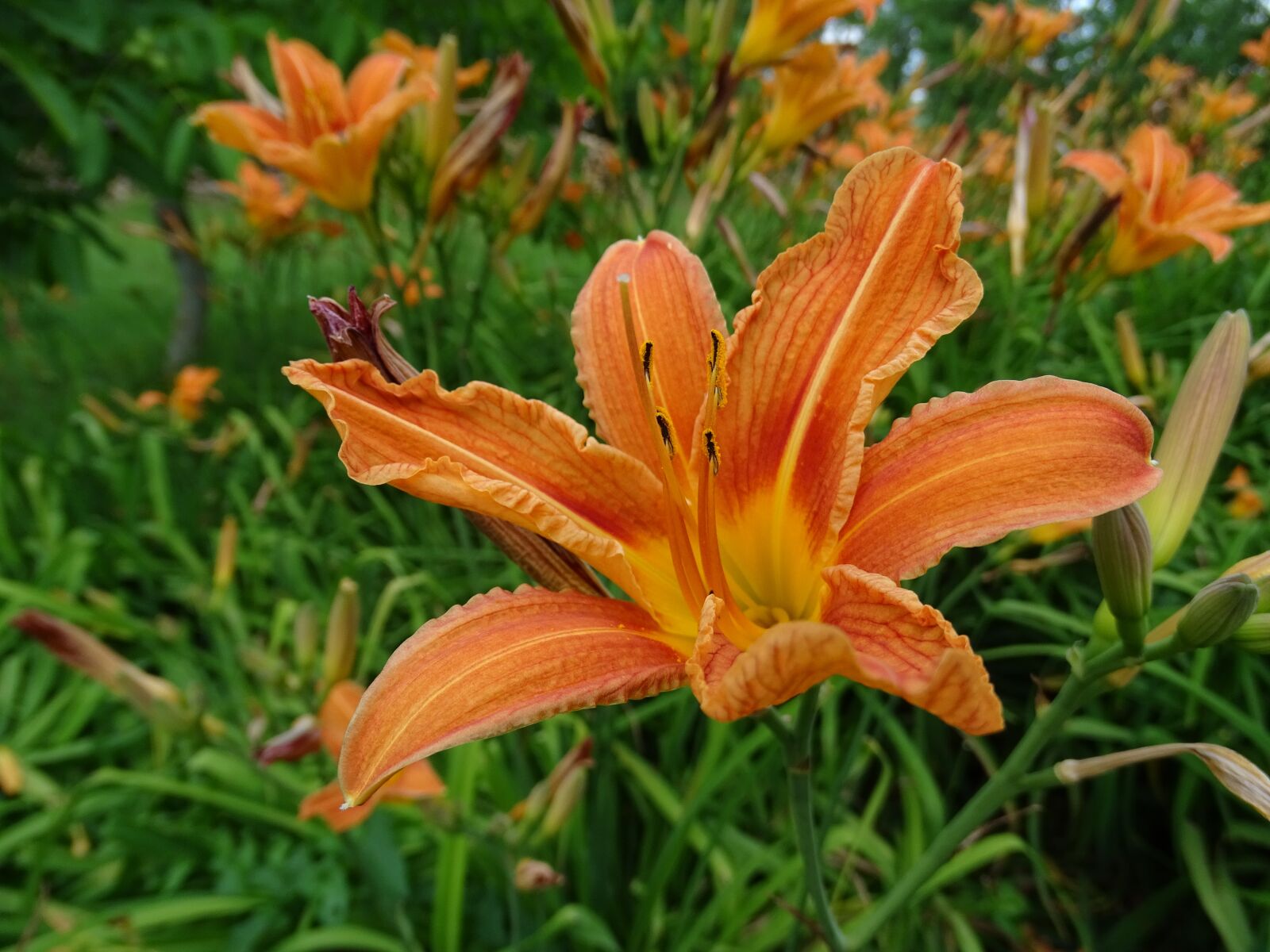 Sony Cyber-shot DSC-HX400V sample photo. Flower, orange flowers, blossom photography