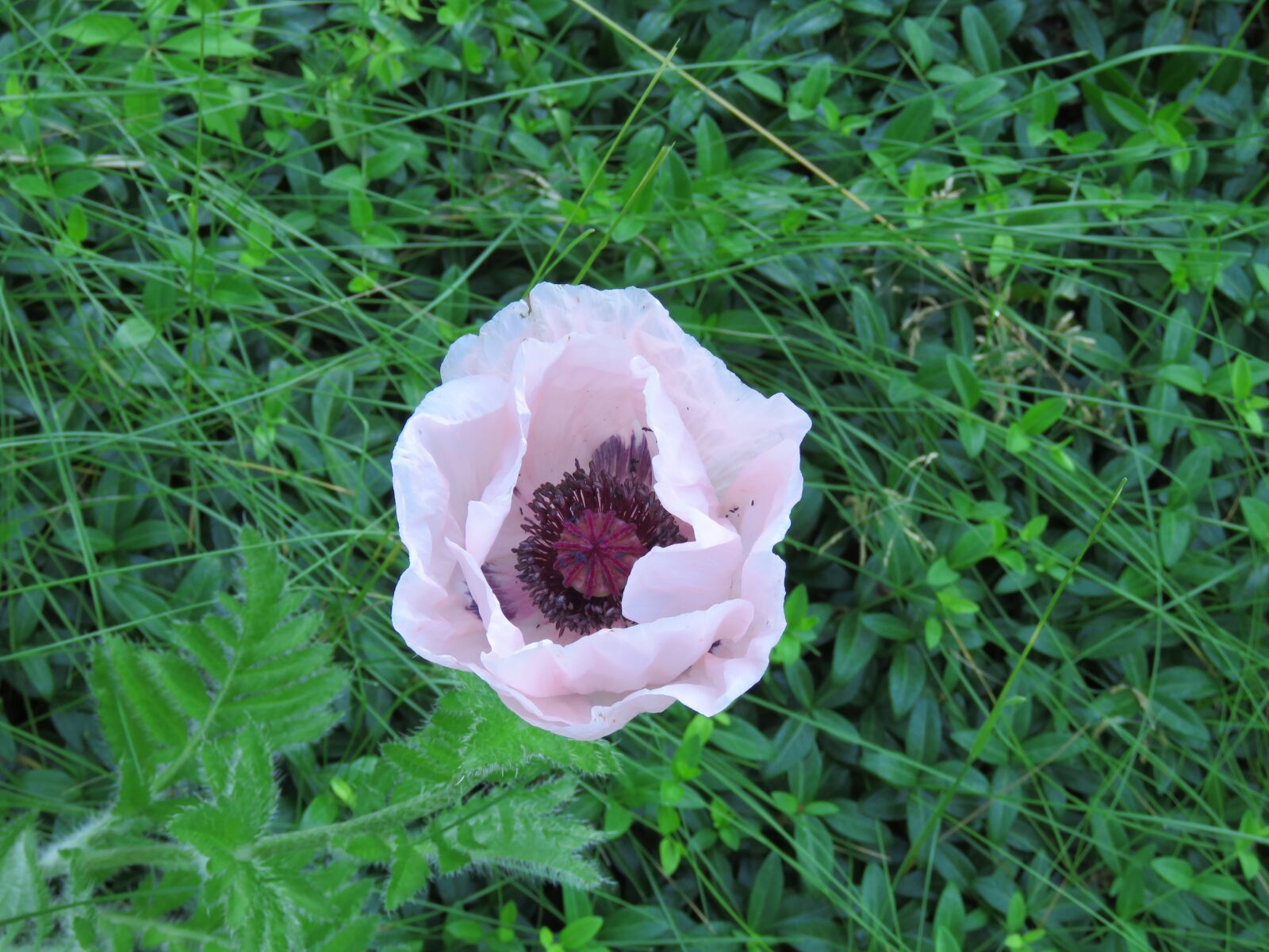 Canon PowerShot SX60 HS sample photo. Jean's garden, pink poppy photography