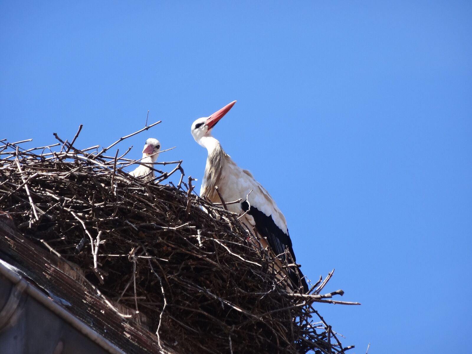 Sony DSC-HX50 sample photo. Stork, storchennest, storks photography