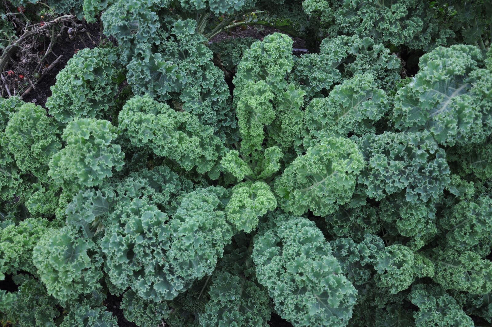 Nikon D90 sample photo. Plant, cabbage, cabbage friesland photography