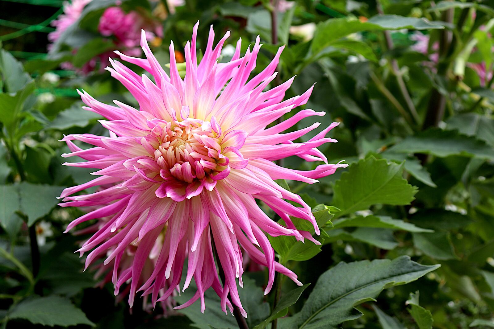 Canon EOS 800D (EOS Rebel T7i / EOS Kiss X9i) sample photo. Dahlia, flowers, plants photography