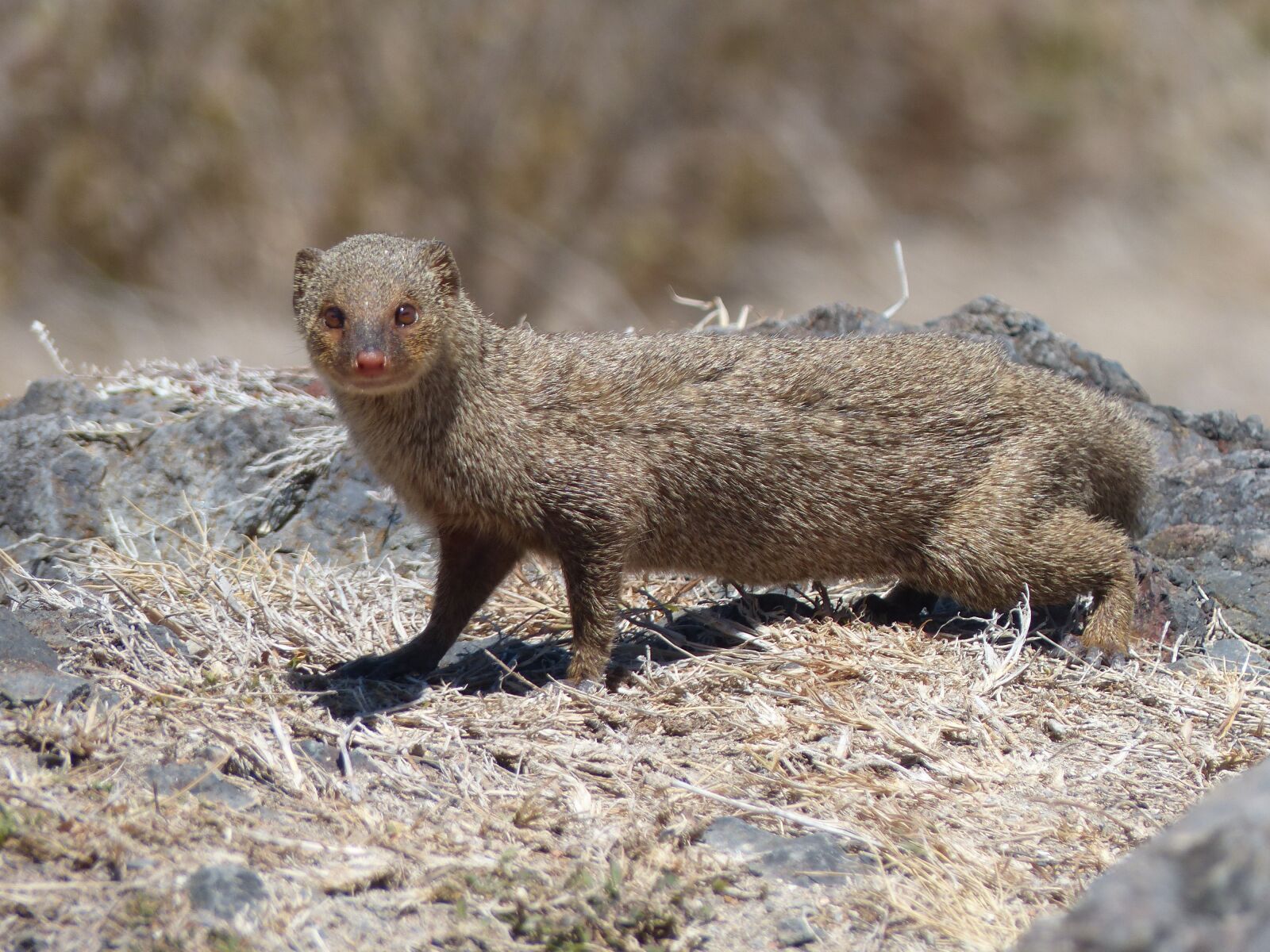 Panasonic Lumix DMC-FZ200 sample photo. Mongoose, animal, tropics photography