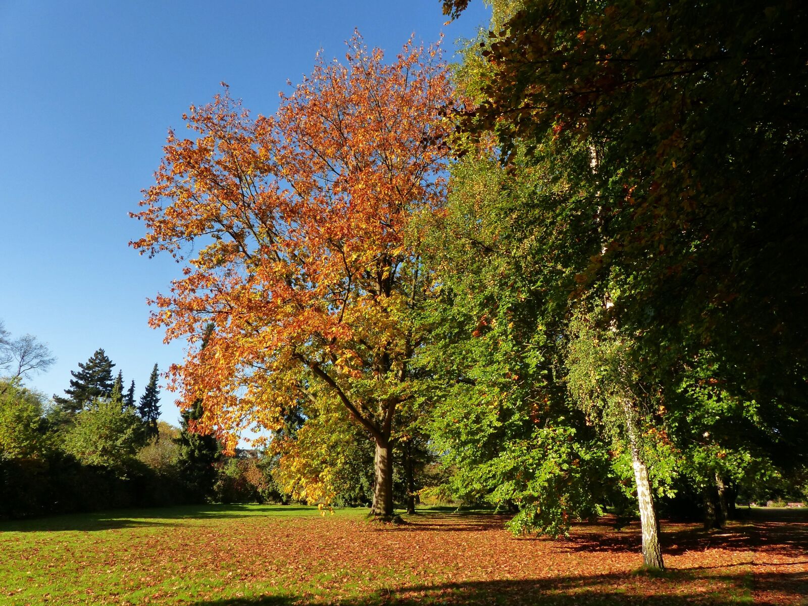 Panasonic Lumix DMC-FZ200 sample photo. Autumn, october, forest photography