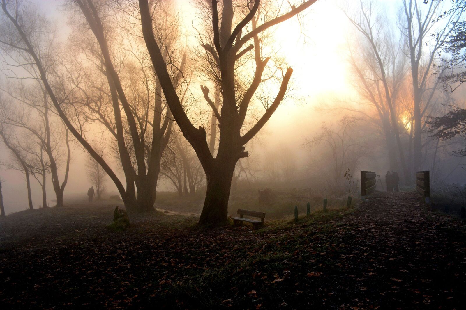 Nikon D7100 sample photo. Fog, light, nature photography