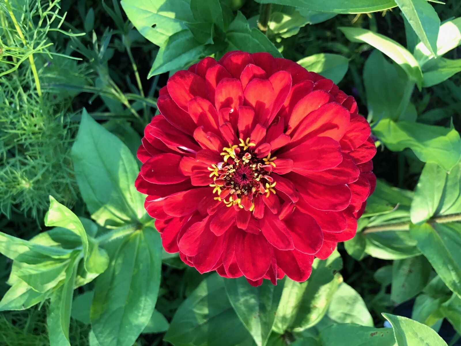 Apple iPhone 7 sample photo. Flower, nature, garden photography