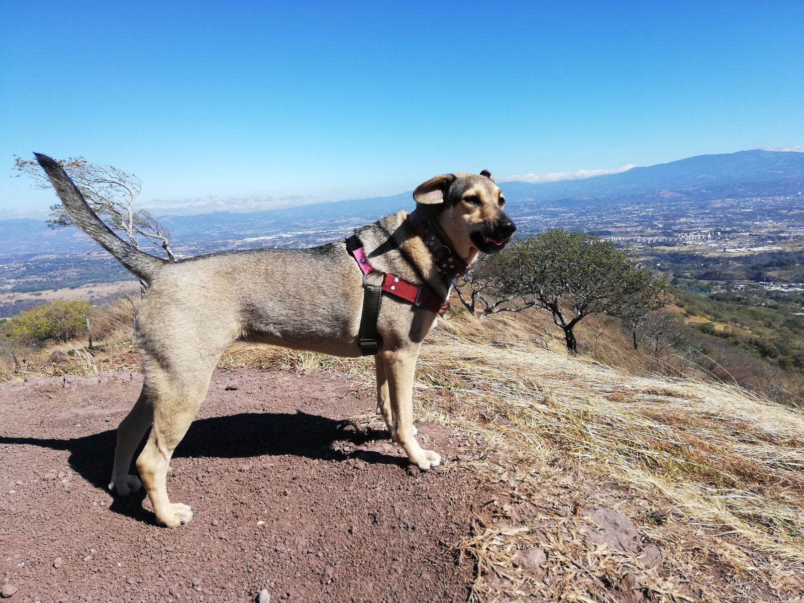HUAWEI ANE-LX1 sample photo. Open air, training, dog photography
