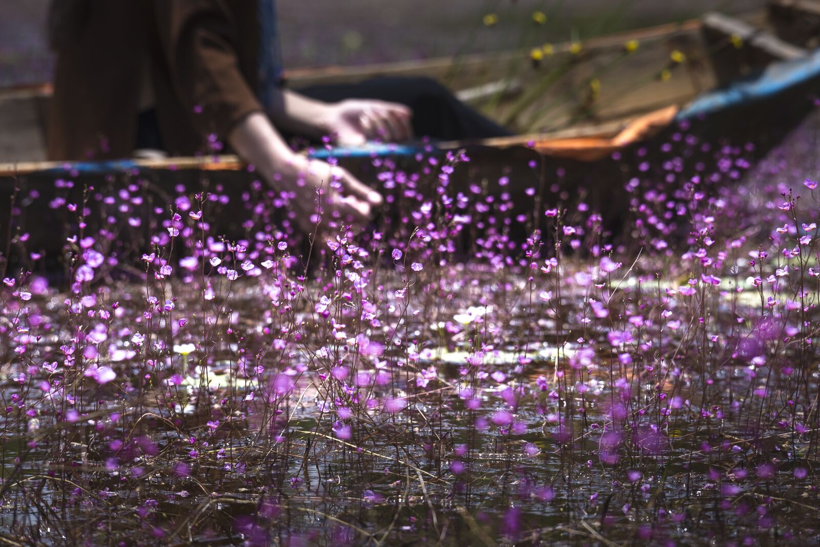 Canon EOS 5D Mark III + Canon EF 70-200mm F4L IS USM sample photo. United, turkish, rolling purple photography