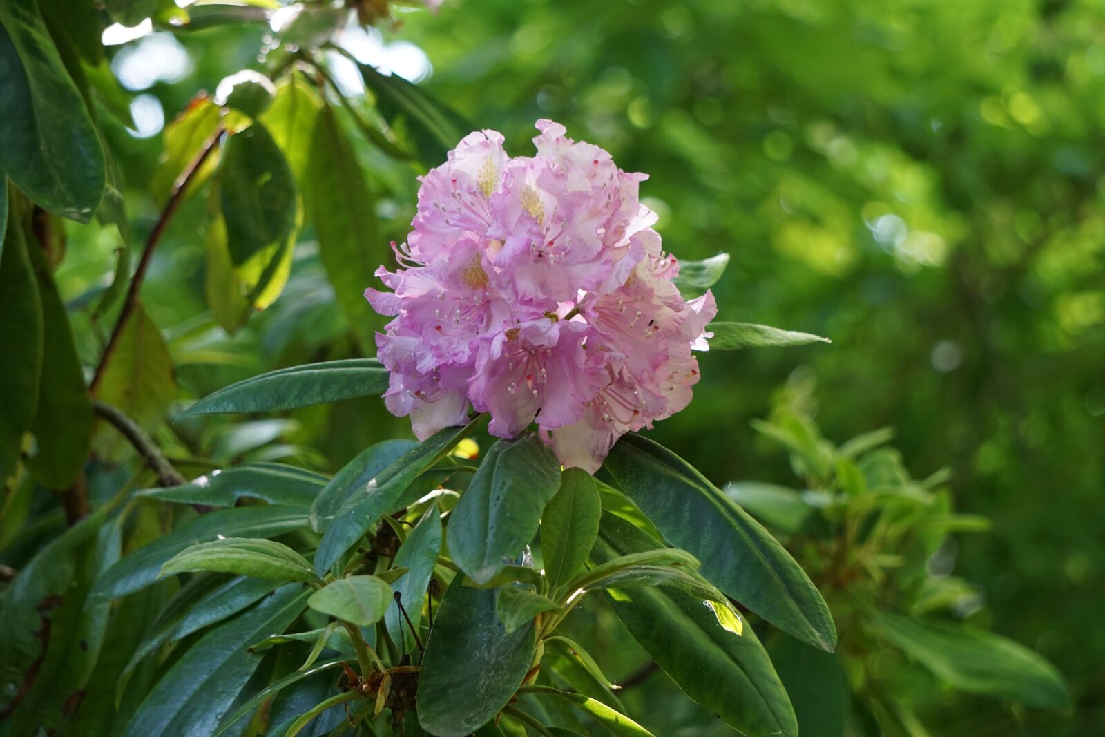 Sony a6000 sample photo. Rhododen, flower garden, pink photography