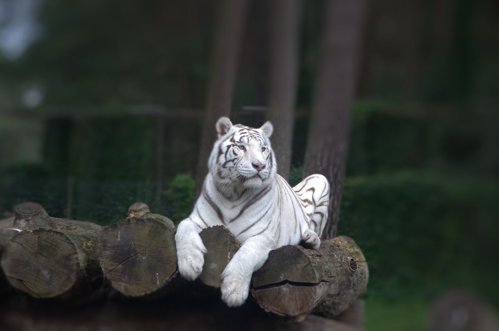 Nikon D5100 sample photo. Animals, tiger, predator photography