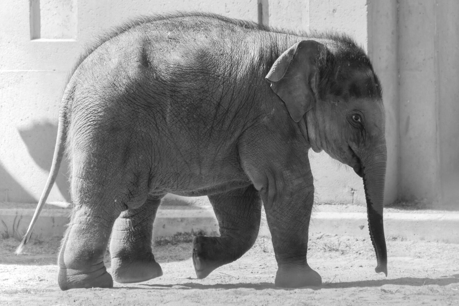 Nikon D7200 sample photo. Elephant, animal, nature photography