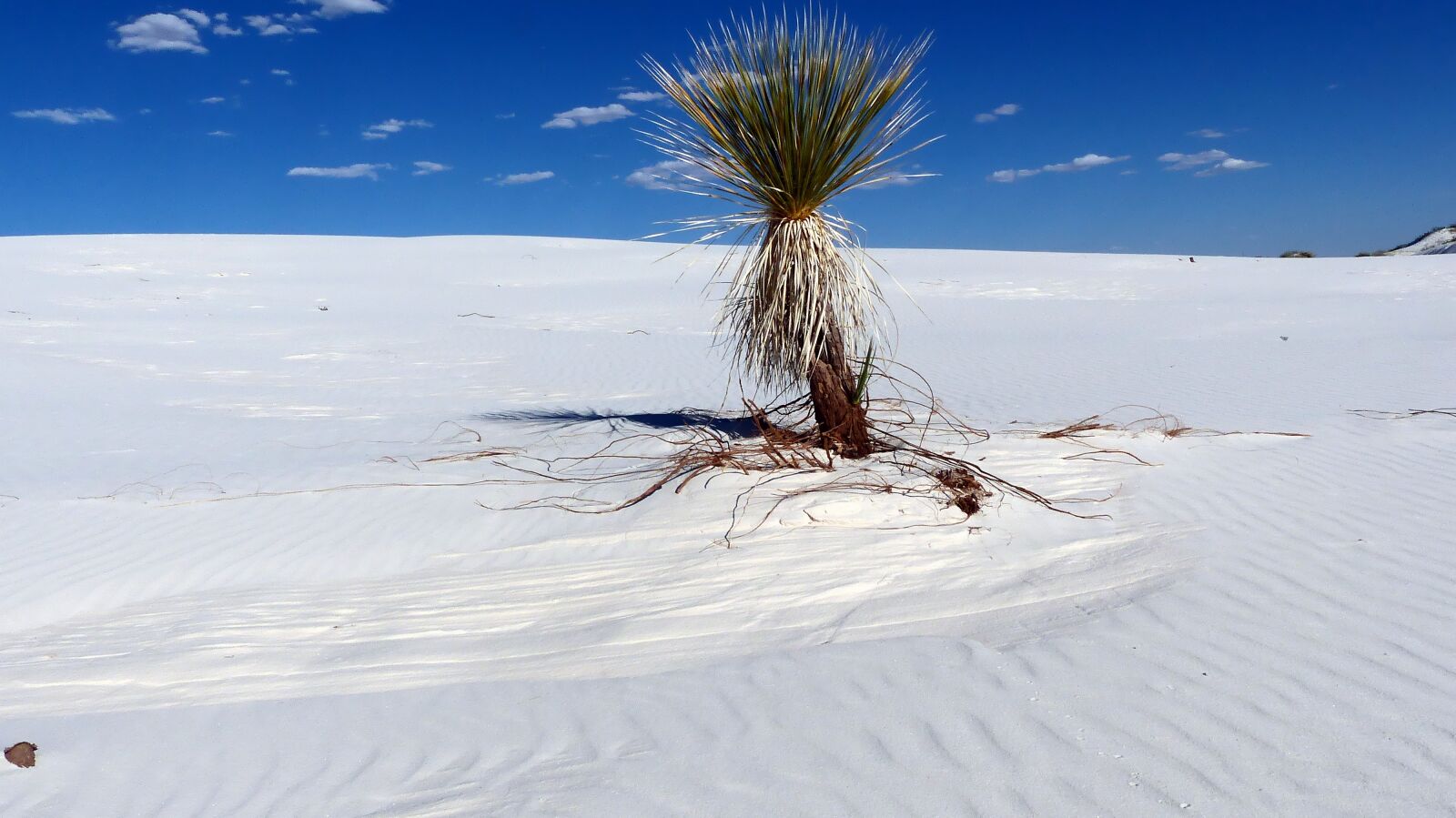 Panasonic Lumix DMC-FZ200 sample photo. Desert sands, gypsum, dunes photography