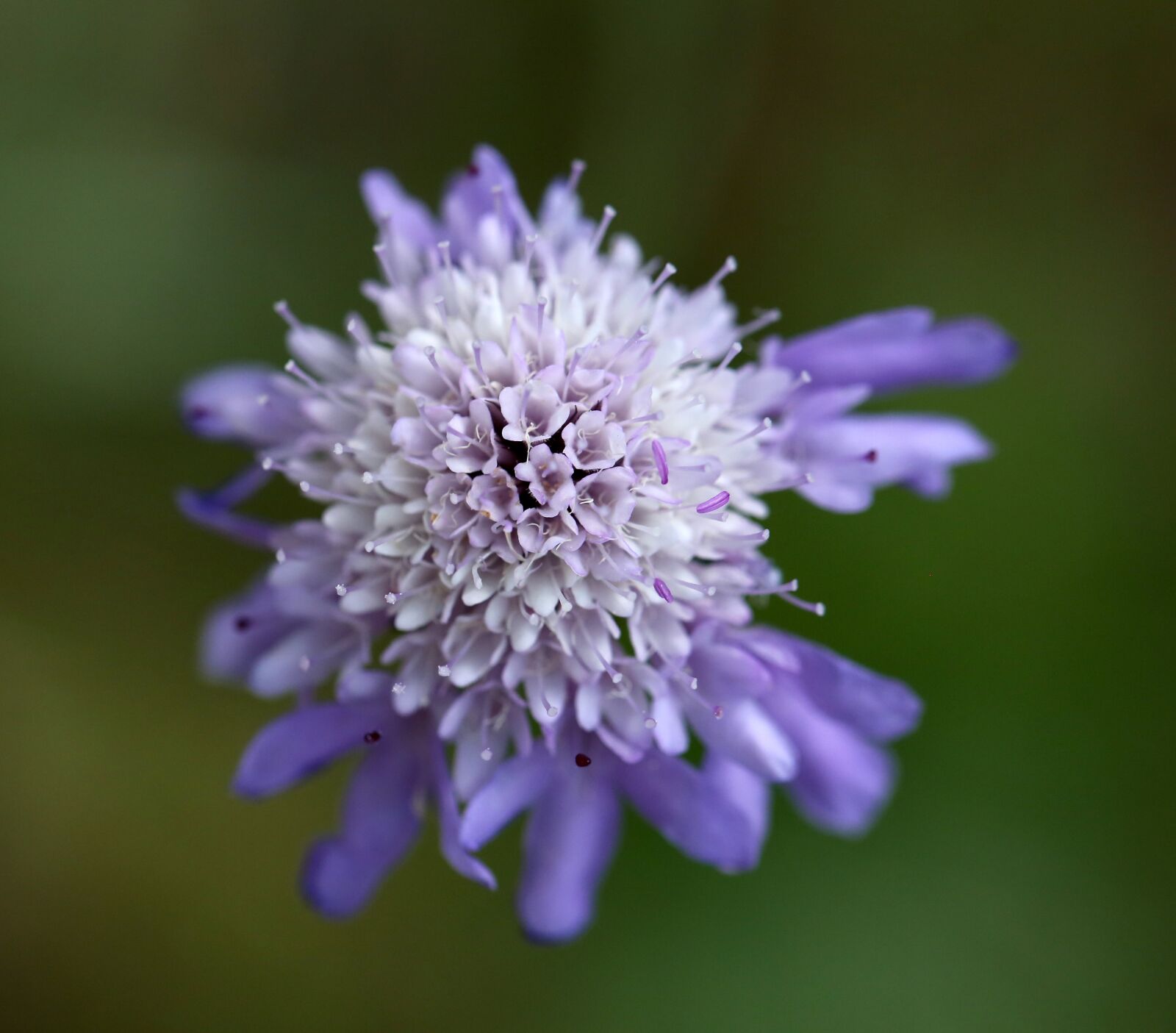 Canon EF 100mm F2.8L Macro IS USM sample photo. Scabious, purple, blue photography