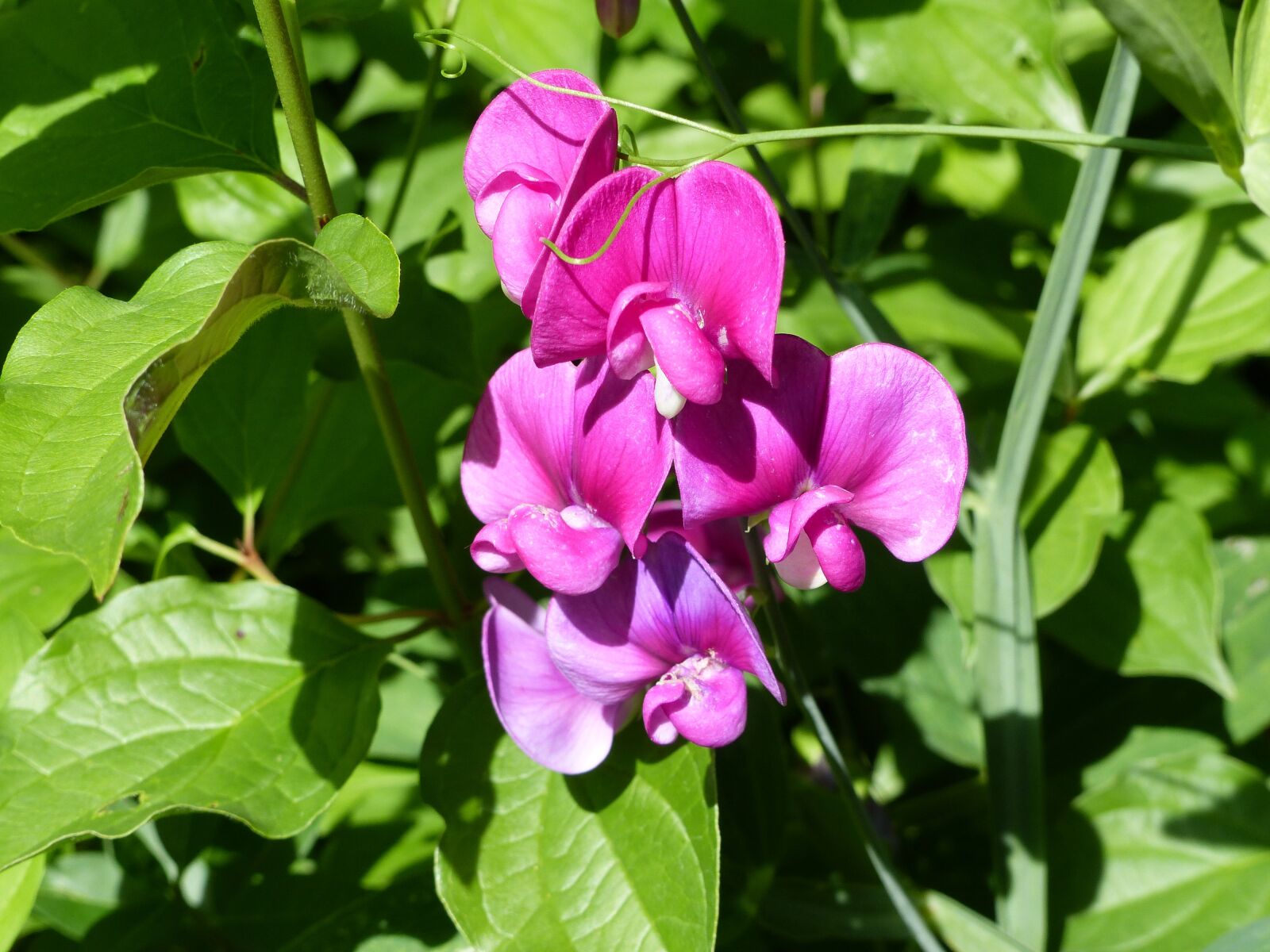 Panasonic Lumix DMC-FZ200 sample photo. Summer flower, blossom, bloom photography