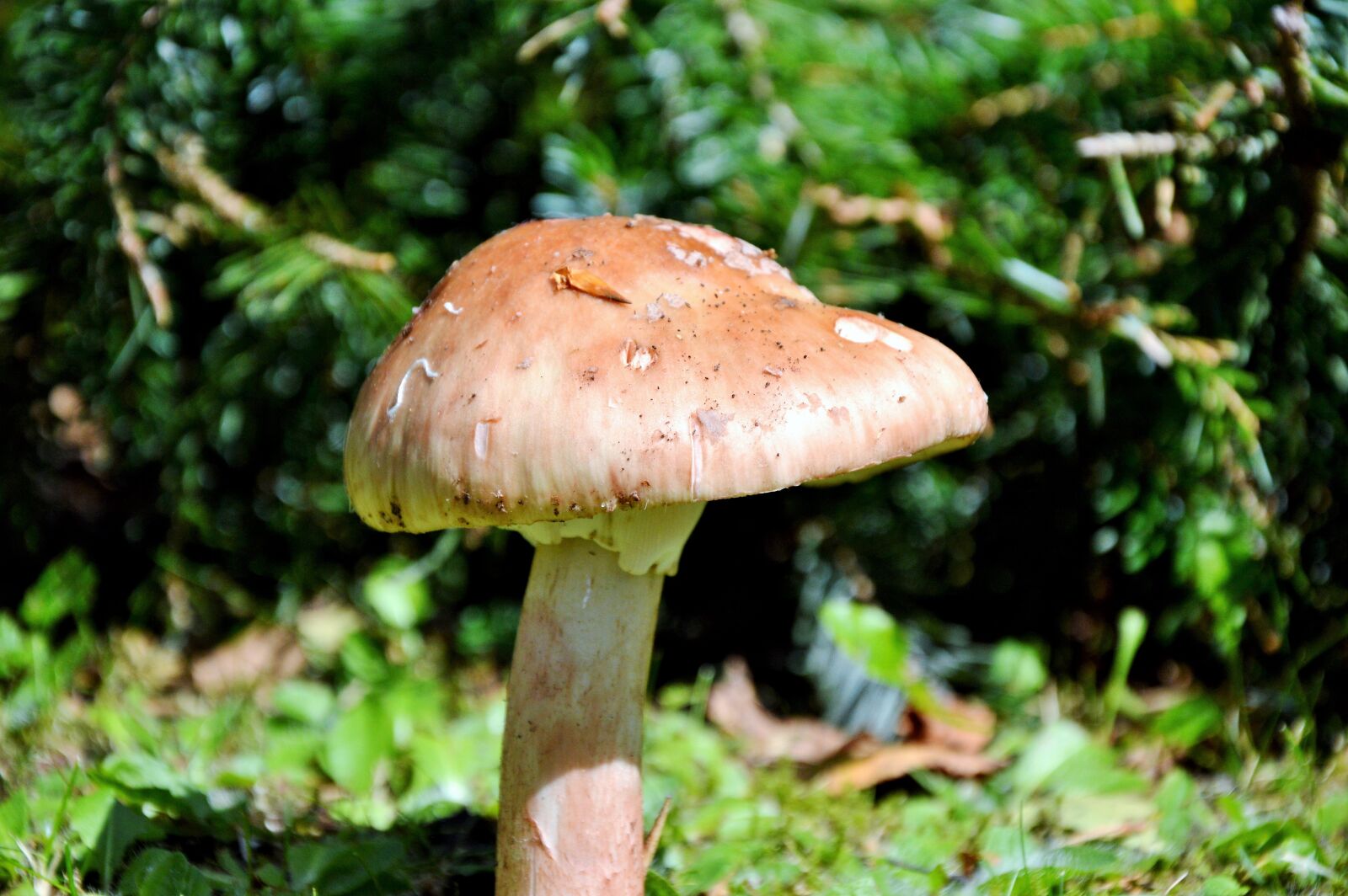 Nikon D3200 sample photo. Mushroom, disc fungus, forest photography