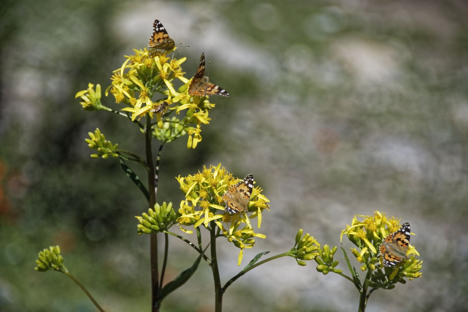 Nikon D500 sample photo. Flower, blossom, bloom photography