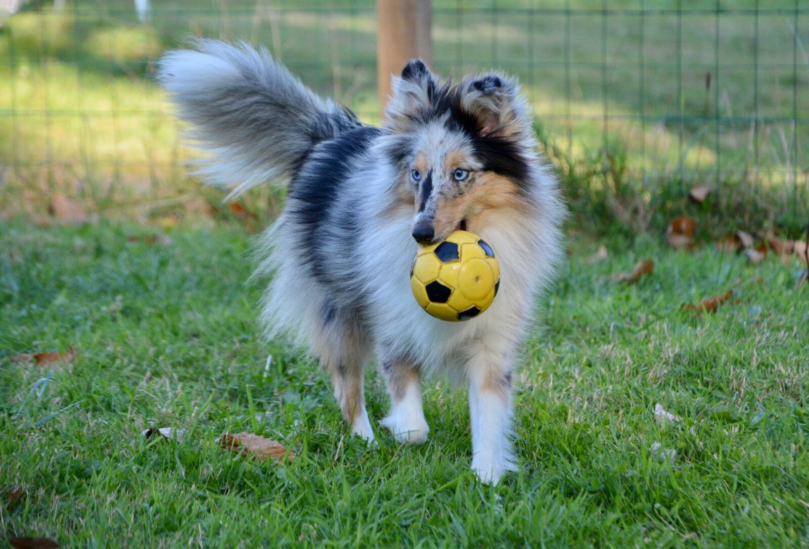 Nikon D5200 sample photo. Shetland sheepdog blue merle photography